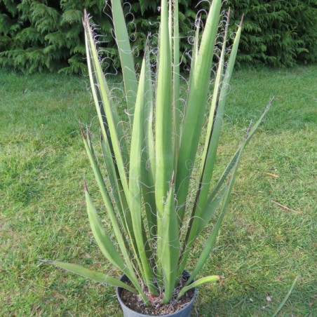 Yucca faxoniana 4 l