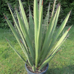 Yucca faxoniana 