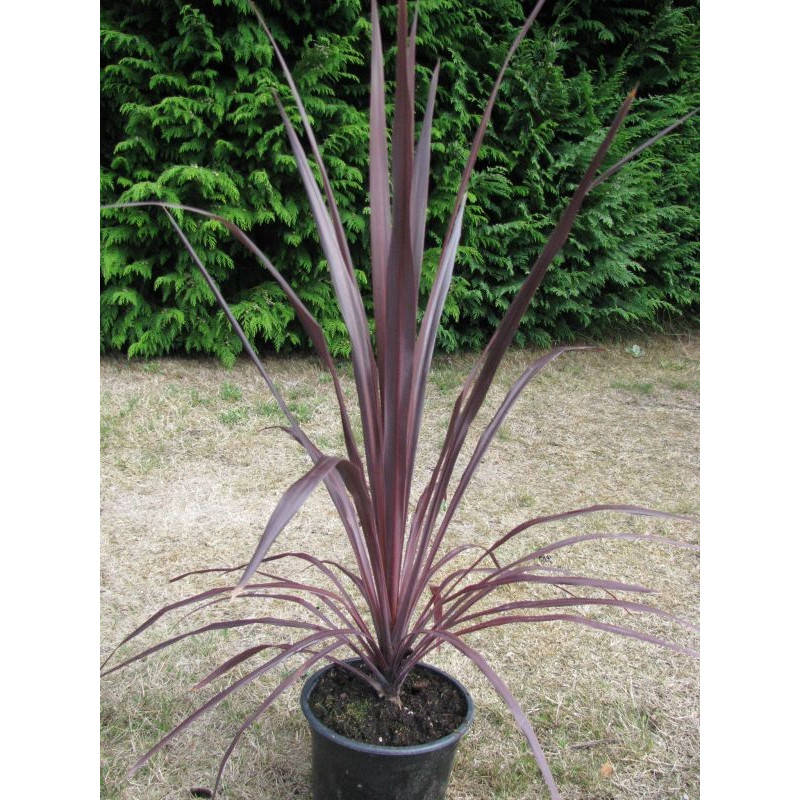 Cordyline australis 'Burgundy spire'™ 3 litres