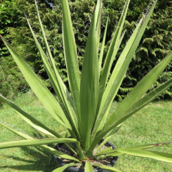 Yucca faxoniana 