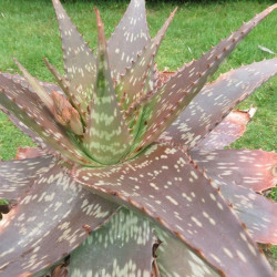 Aloe maculata