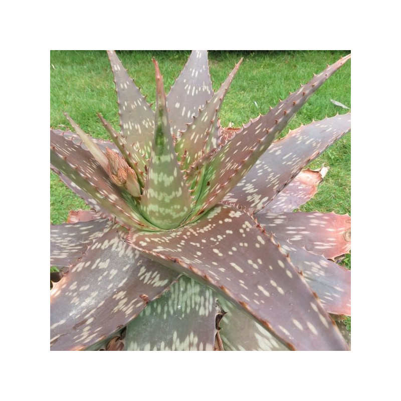 Aloe maculata12 l