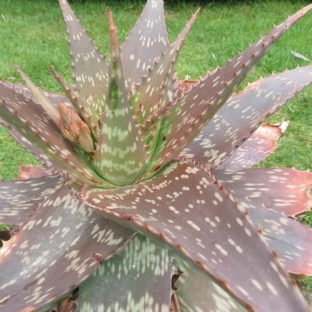 Aloe maculata12 l