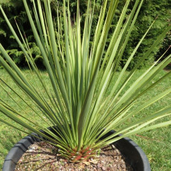 Yucca thompsoniana vert