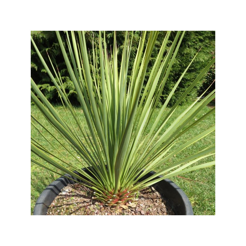 Yucca thompsoniana vert