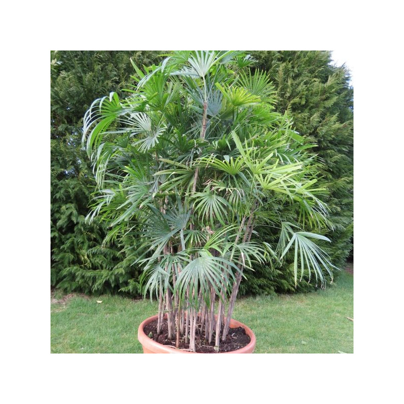 Rhapis multifida 90 l