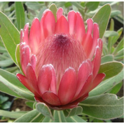 Protea x pink ice