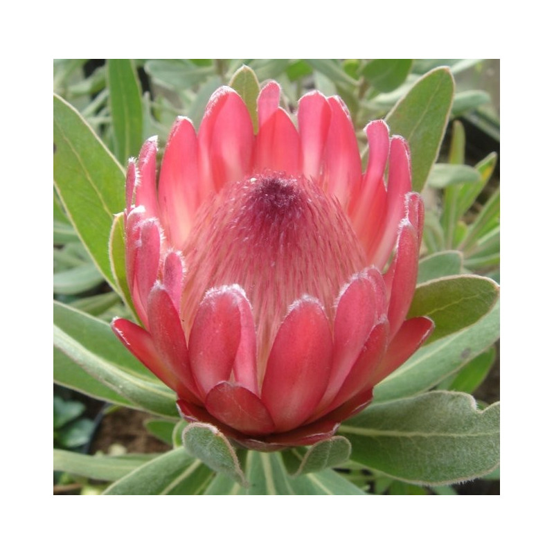 Protea x pink ice