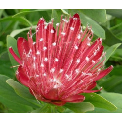 Protea Clark's red