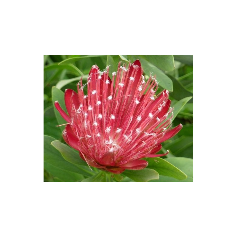 Protea Clark's red