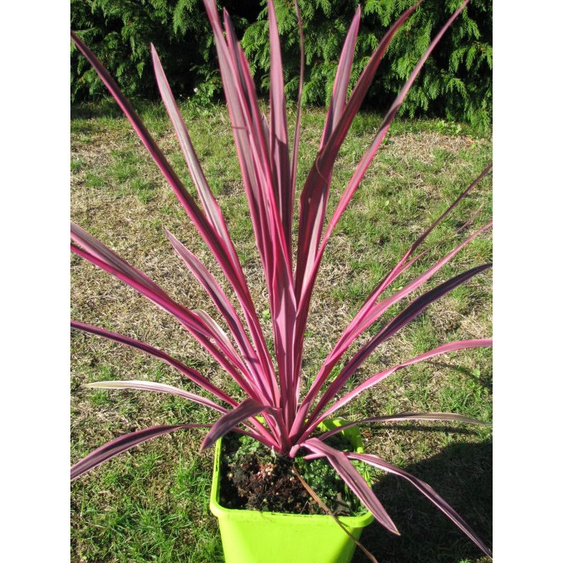 Cordyline australis 'pink passion'