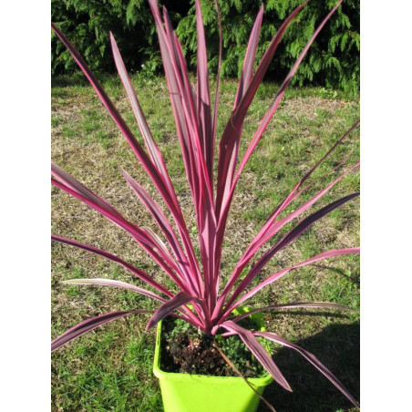 Cordyline australis 'pink passion'