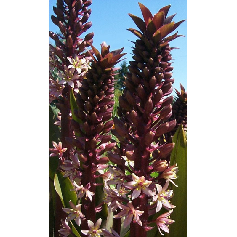 Eucomis Oakhurst