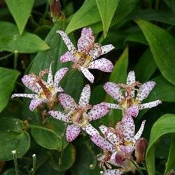 Tricyrtis pink freckles