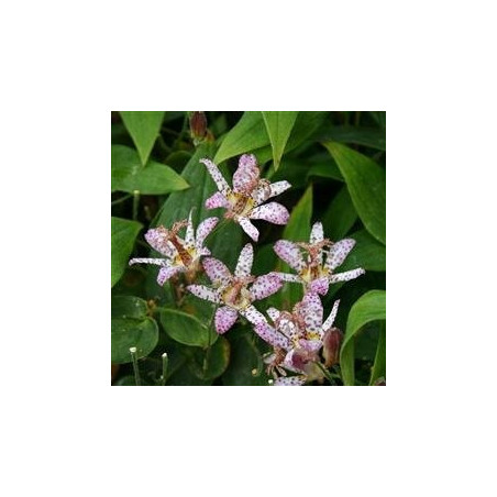 Tricyrtis pink freckles