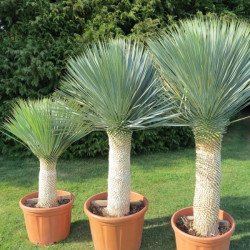 Yucca rostrata (culture plein champ)