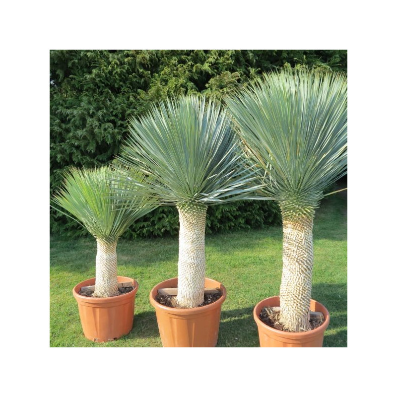 Yucca rostrata (culture plein champ)