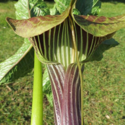 Arisaema griffithii var. pradhanii