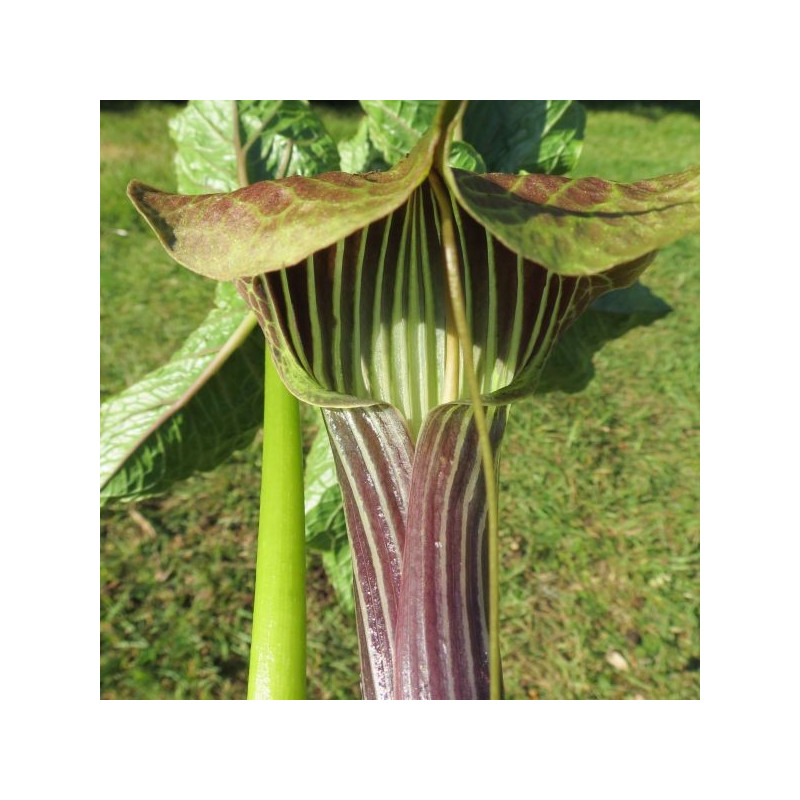 Arisaema griffithii var. pradhanii