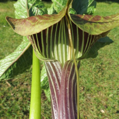 Arisaema griffithii var. pradhanii