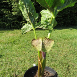 Arisaema griffithii var. pradhanii