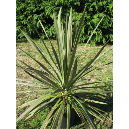 Cordyline australis 'eurostar'