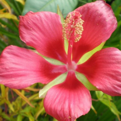 Hibiscus coccineus