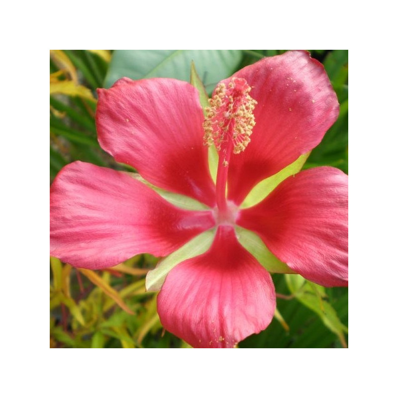 Hibiscus coccineus