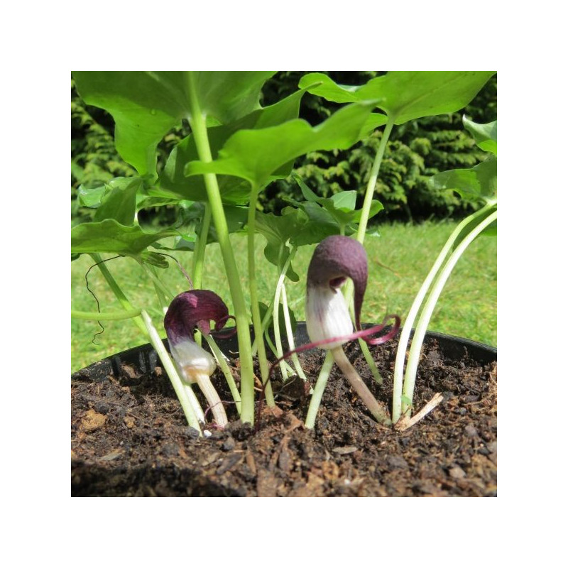 Arisarum proboscideum