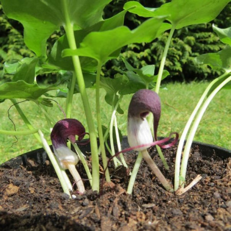 Arisarum proboscideum