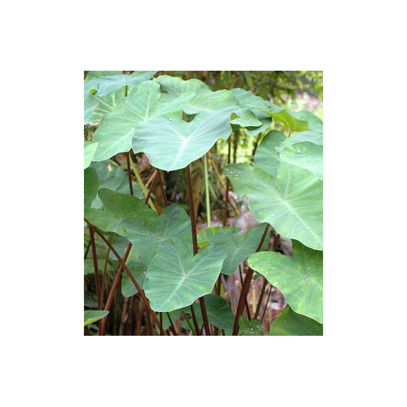 Colocasia Burgundy stem