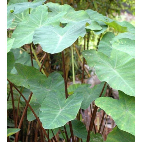 Colocasia Burgundy stem