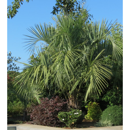 Butia capitata (now odorata)