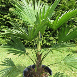 Trachycarpus wagnerianus 10 l