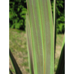 Cordyline australis 'eurostar'