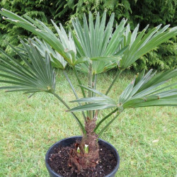 Trachycarpus wagnerianus