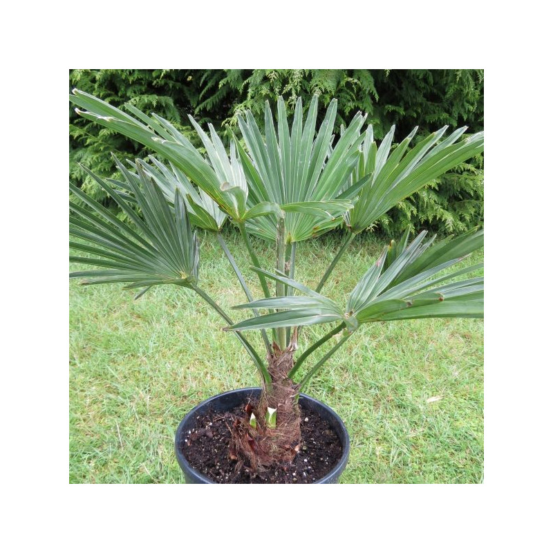 Trachycarpus fortunei : le palmier robuste pour les jardins européens