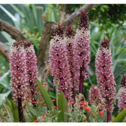 Eucomis sparkling rosy