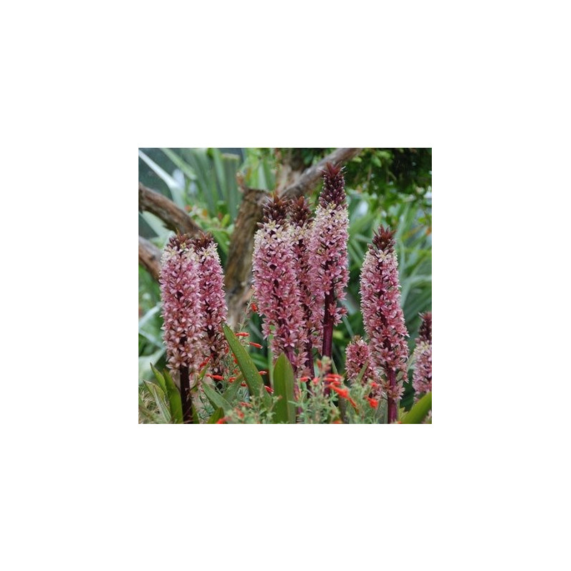 Eucomis sparkling rosy