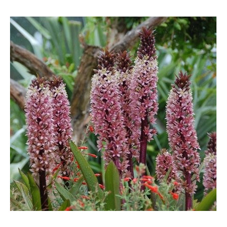 Eucomis sparkling rosy