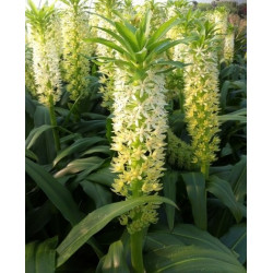 Eucomis playa blanca