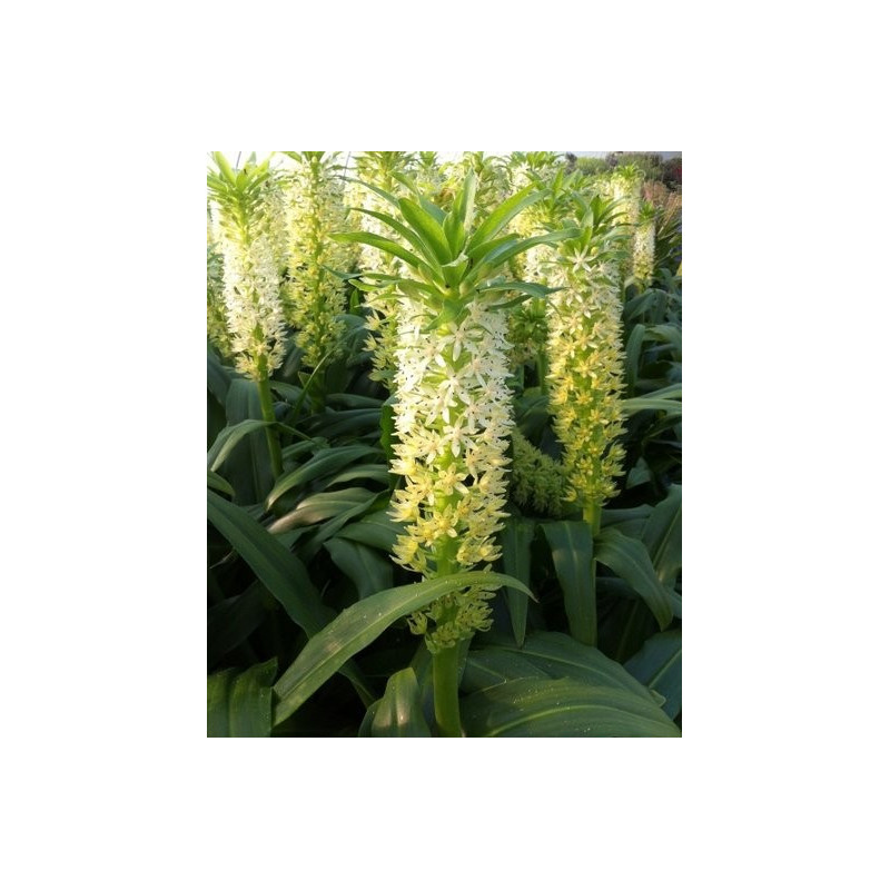 Eucomis playa blanca