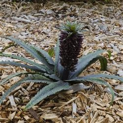 Eucomis freckles