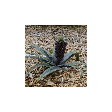 Eucomis freckles