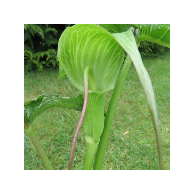 Arisaema intermedium