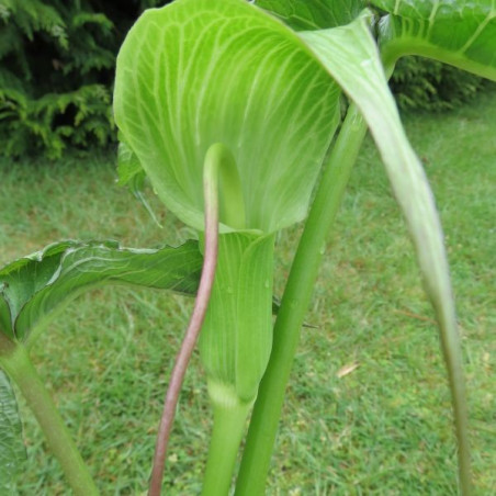 Arisaema intermedium