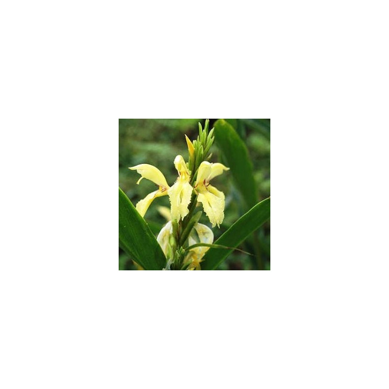 Cautleya gracilis