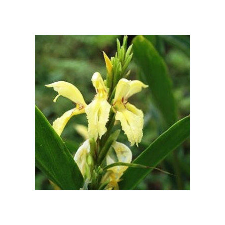 Cautleya gracilis