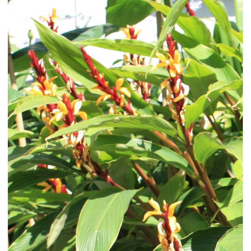 Cautleya spicata Cautleya spicata
