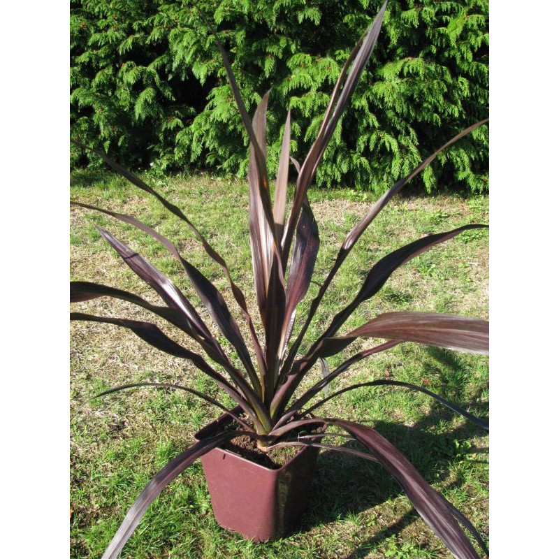 Cordyline australis 'renegade Tana'